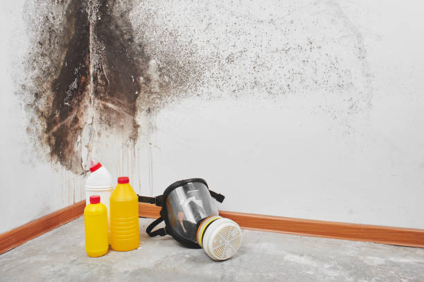 Best Attic Mold Removal  in West Yellowstone, MT