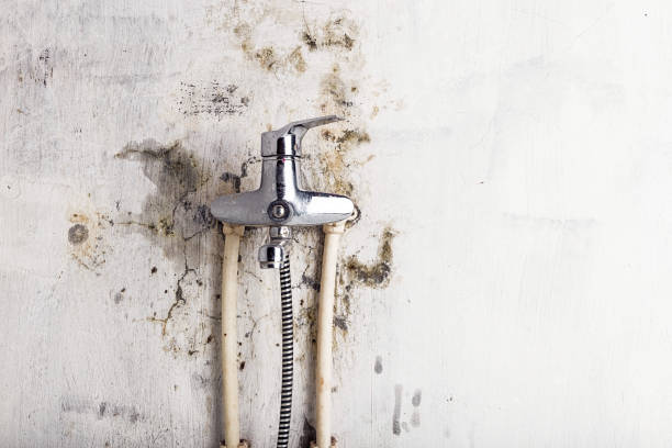 Best Toxic Mold Removal  in West Yellowstone, MT