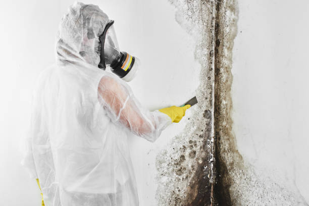 Best Mold Testing  in West Yellowstone, MT