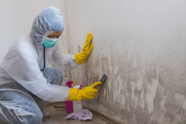 Mold Testing and Removal in West Yellowstone, MT