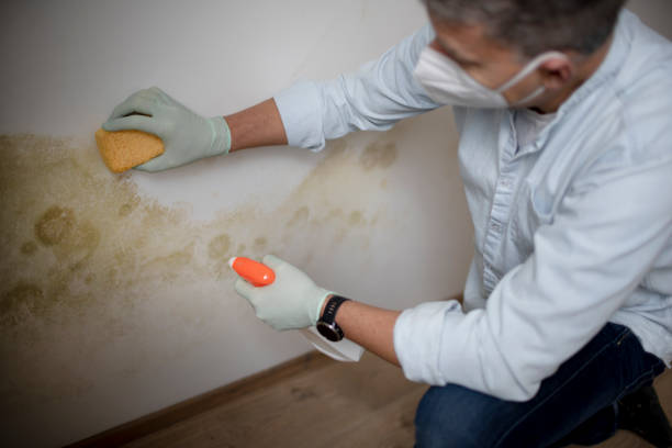 Crawl Space Mold Removal in West Yellowstone, MT