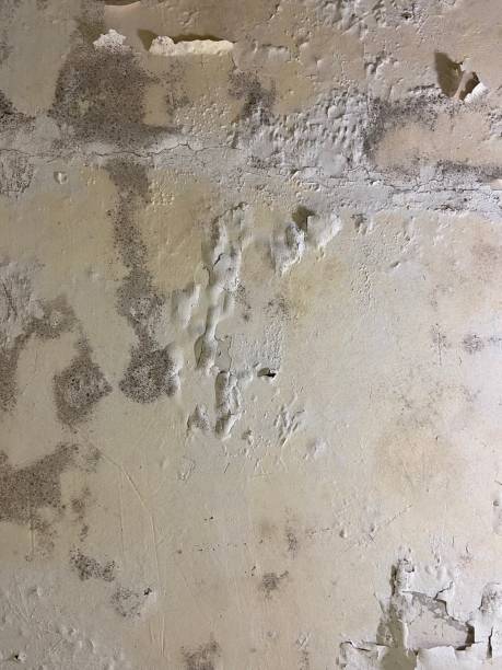 Best Crawl Space Mold Removal  in West Yellowstone, MT