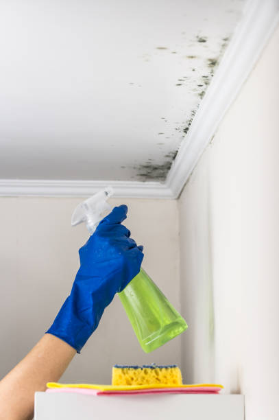 Best Professional Mold Removal  in West Yellowstone, MT
