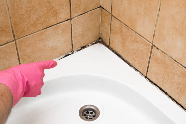 Best Affordable Mold Removal  in West Yellowstone, MT